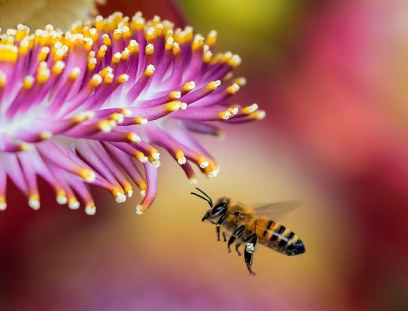 pyłek kwiatowy